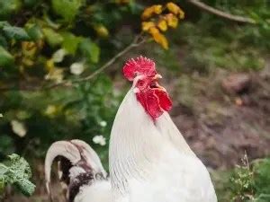 chicken acting like something stuck in throat